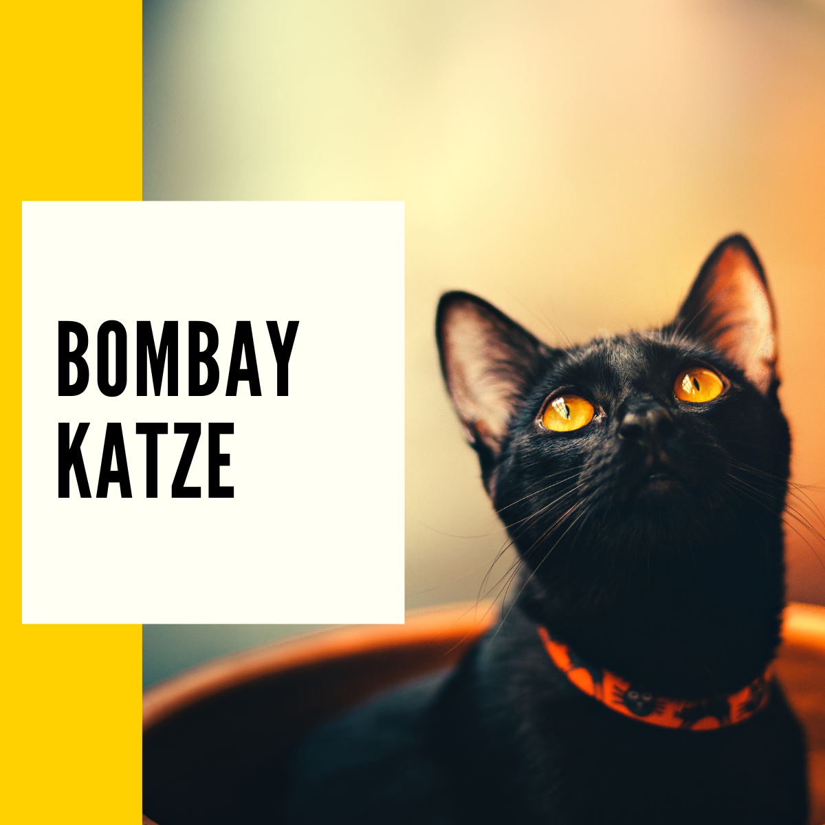 Bombay Katze Rasseportrait, Charakter, Pflege & Ratgeber!