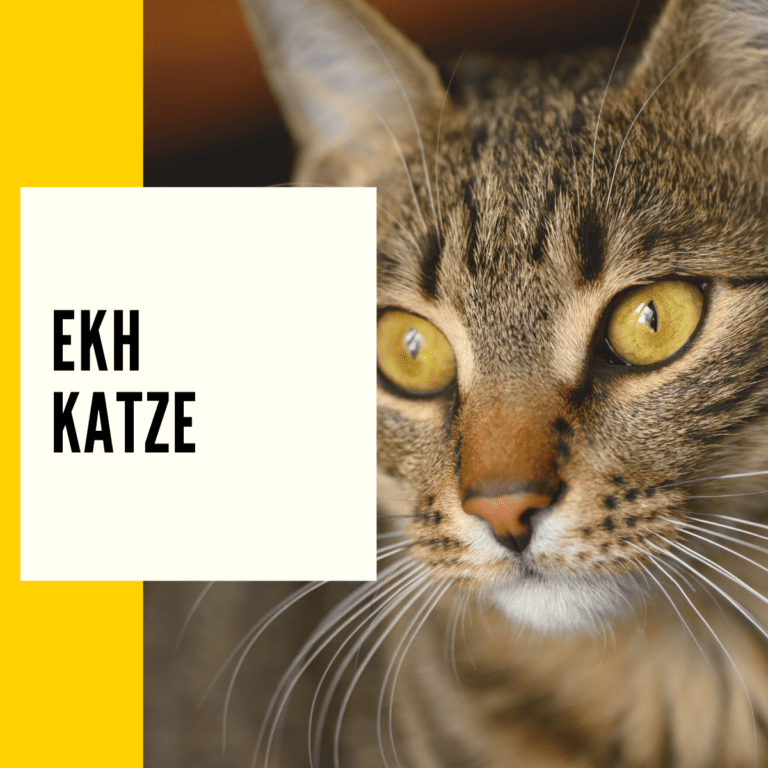 EKH-Katze: Auf dieser Seite findest du alle Informationen über diese beliebten Hauskatzen.