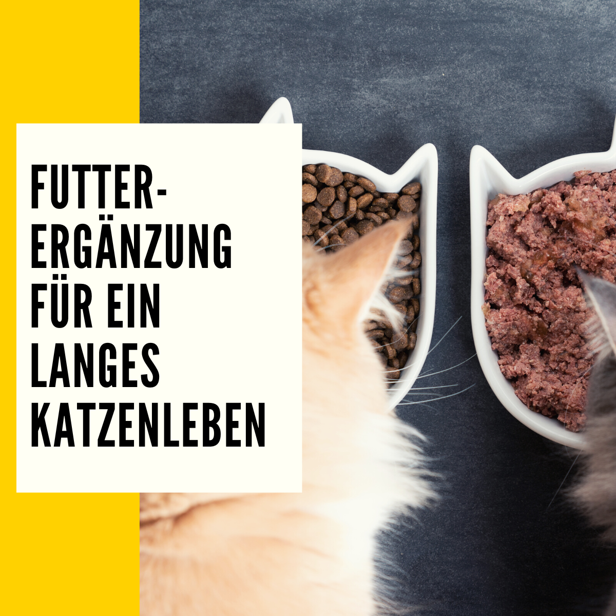 Wie alt werden Katzen Lebenserwartung & Faktoren