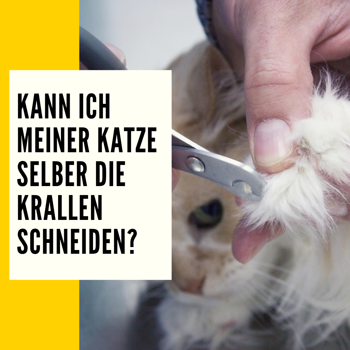 Krallen schneiden Katze Ablauf, & Ratgeber
