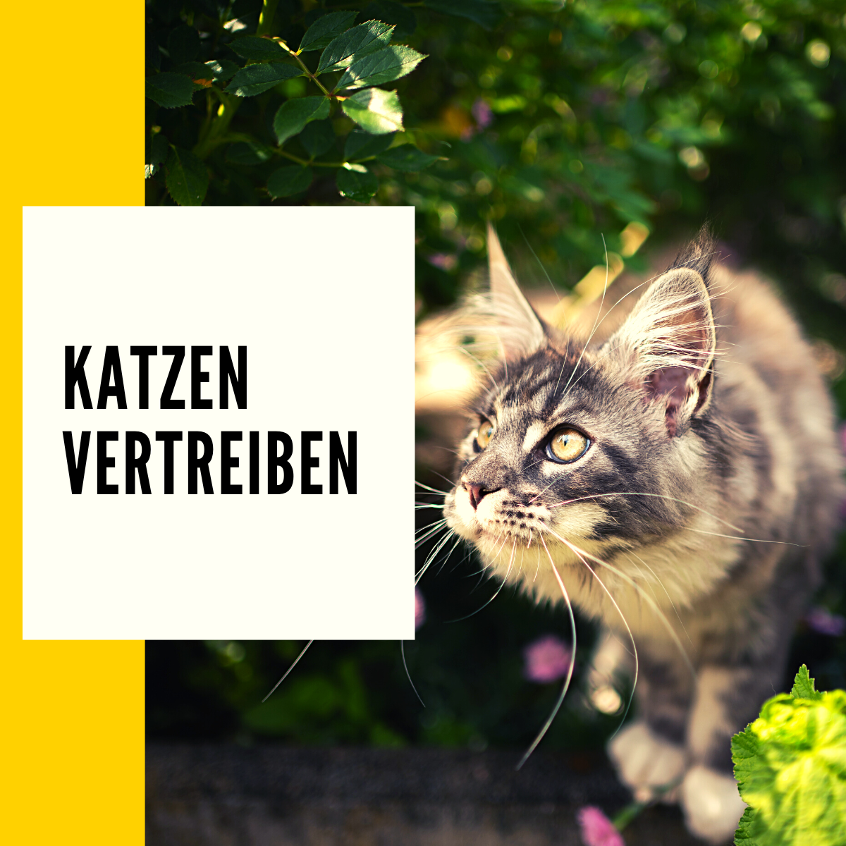 Katzen vertreiben Diese ist richtig!