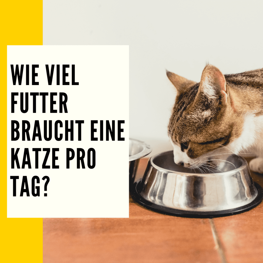 Wie oft Katzen füttern Häufigkeit, Regelmäßigkeit & mehr!