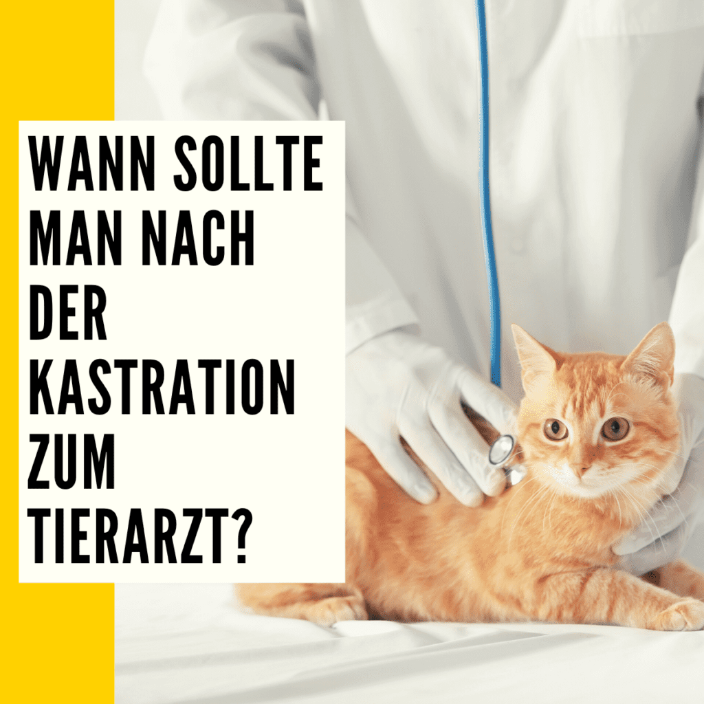 Kastration Katze Vorteile, Nachteile & Ratgeber!