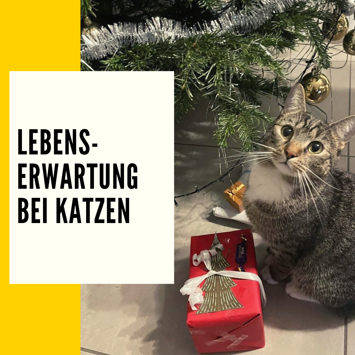 Wie Alt Werden Krähen Wikipedia Wie alt werden Katzen: Lebenserwartung & Faktoren