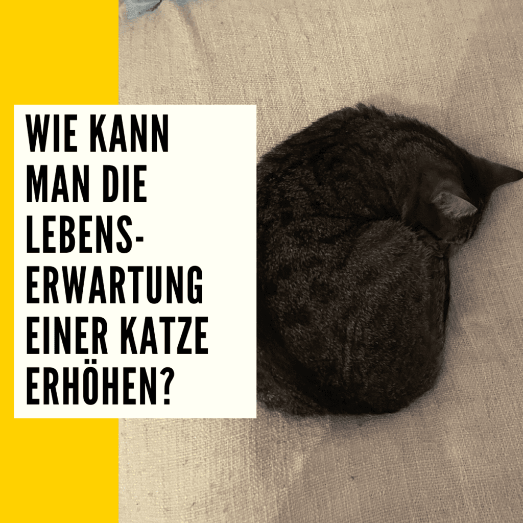 Wie alt werden Katzen Lebenserwartung & Faktoren