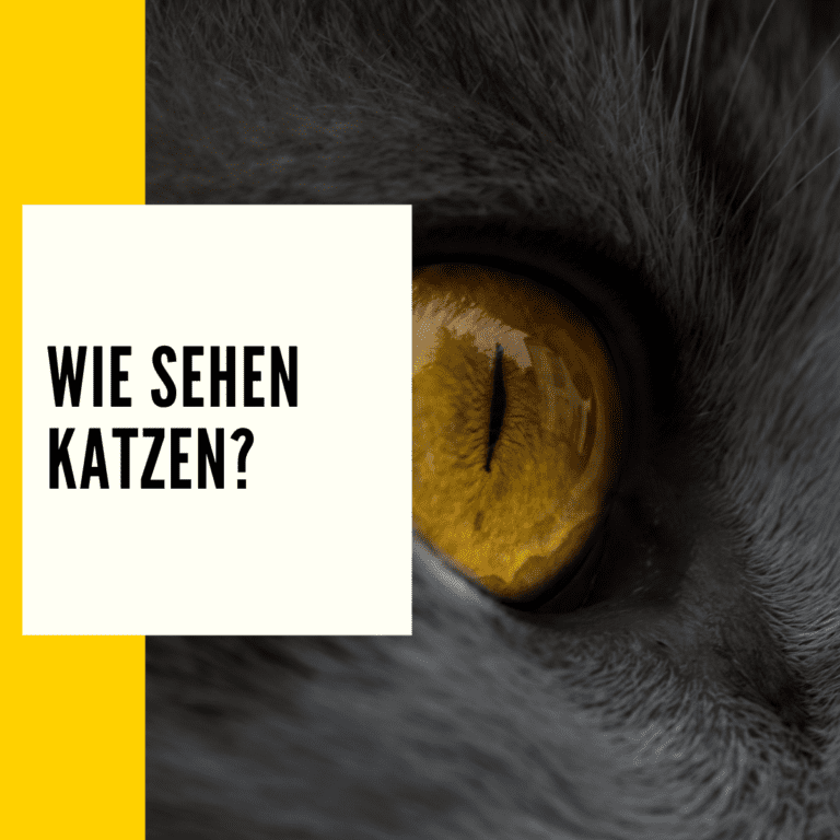 Wie sehen Katzen Farben, Schärfe & mehr inkl. Experiment