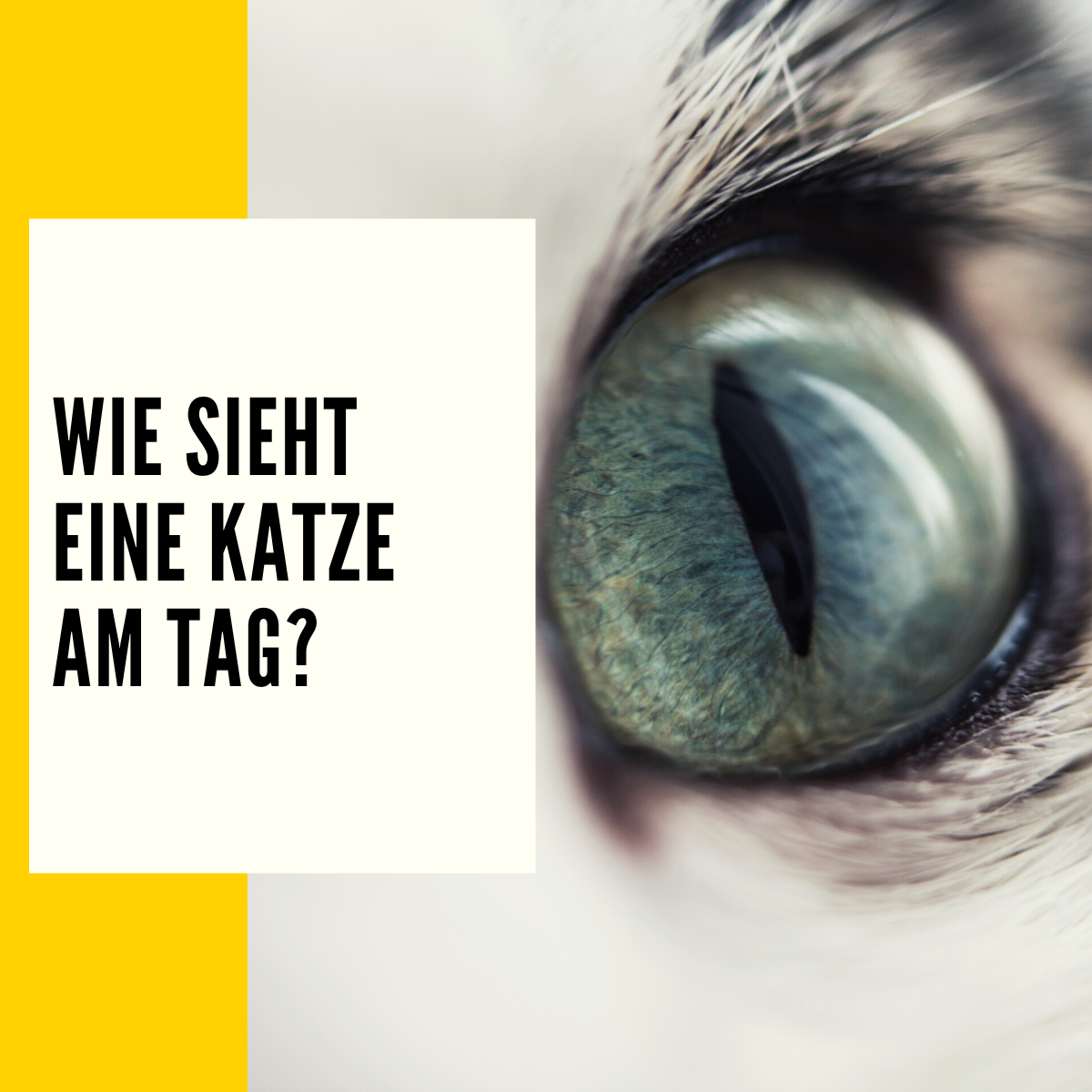 Wieviel Km Läuft Eine Katze Am Tag Wie sehen Katzen: Farben, Schärfe & mehr - inkl. Experiment