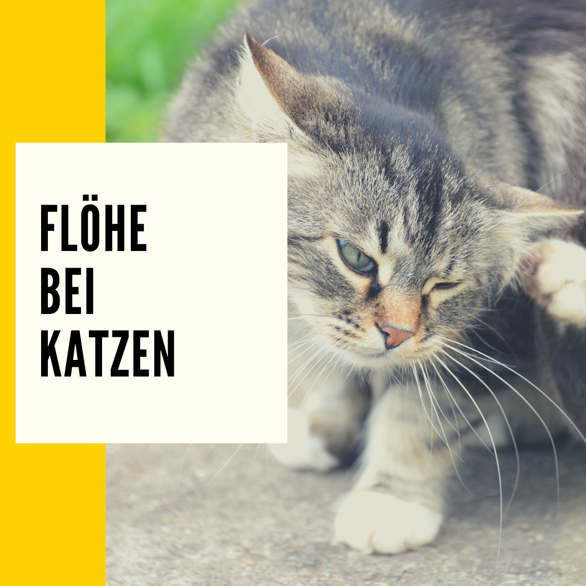 Flöhe bei Katzen Diagnose, Symptome &