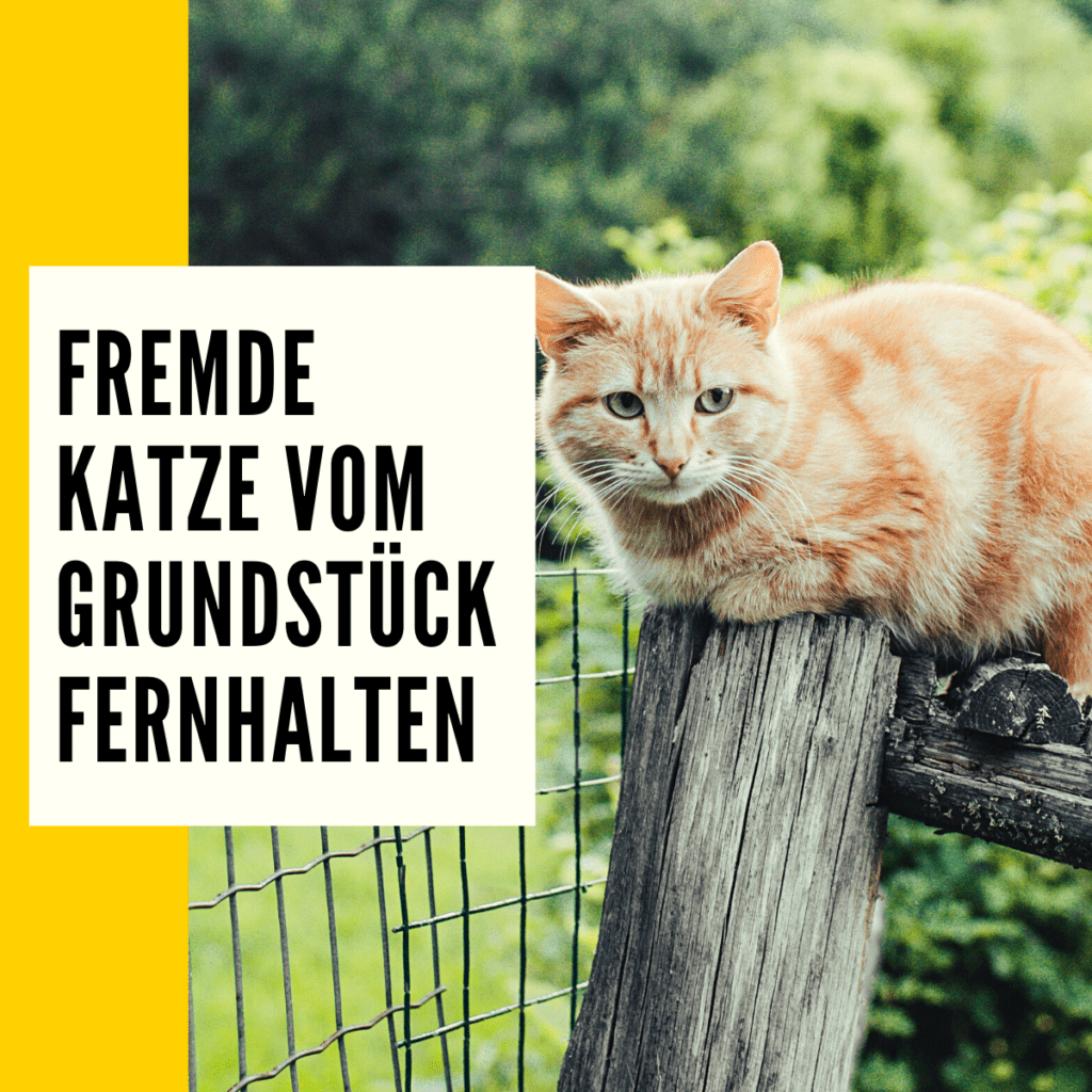 Katzen vertreiben Diese ist richtig!