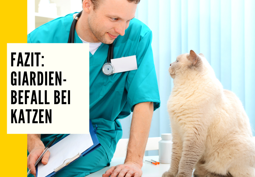 giardien-katze-ursachen-behandlung-vorbeugung