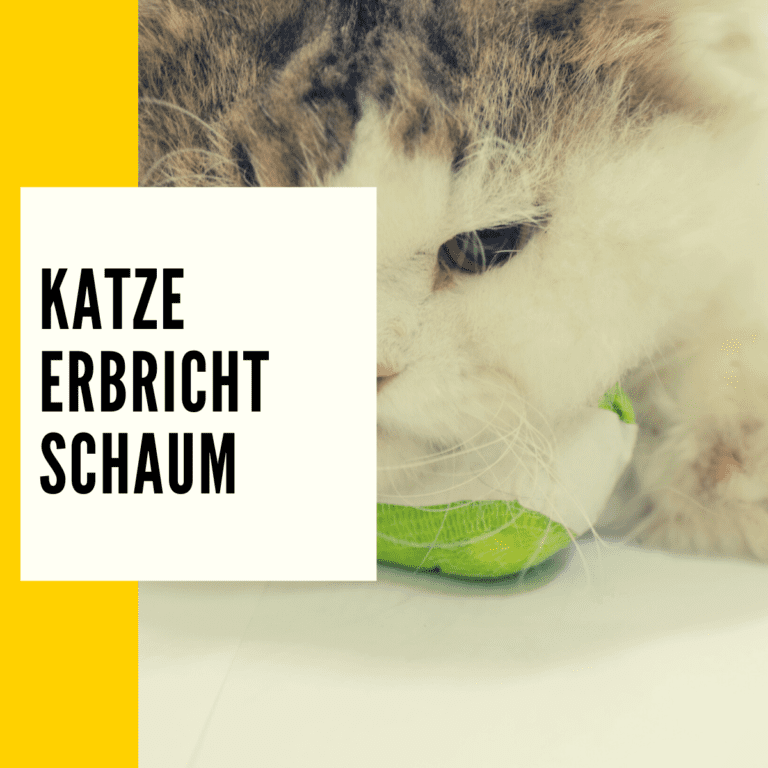 Katze erbricht Schaum: Ursachen, Behandlung & mehr!