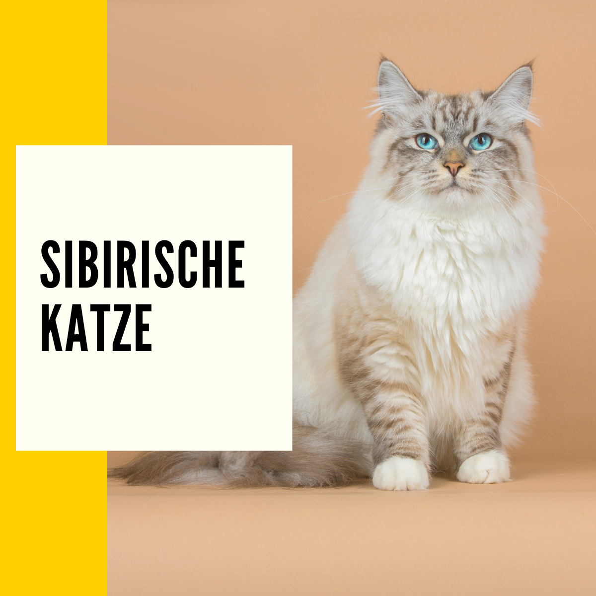Sibirische Katze Rasseportrait, Charakter & Ratgeber!