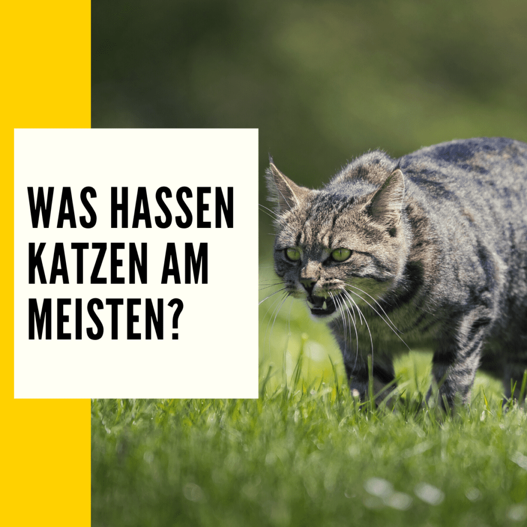 Katzen vertreiben Diese ist richtig!