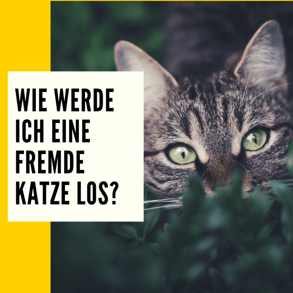 Katzen vertreiben Diese ist richtig!