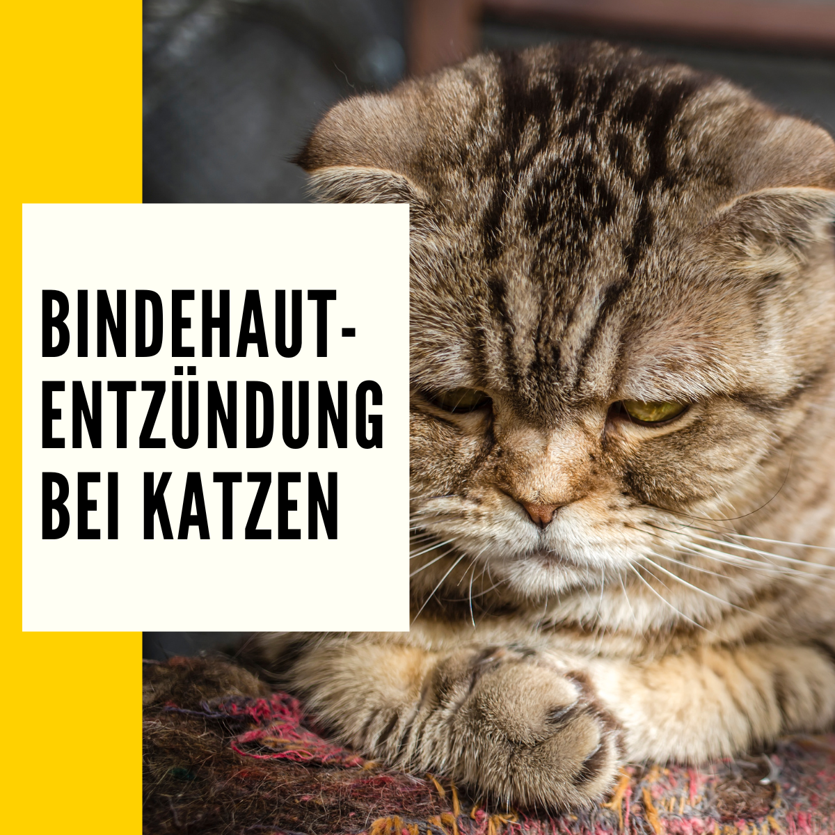 Bindehautentzündung Katze Symptome, Ursachen & Behandlung