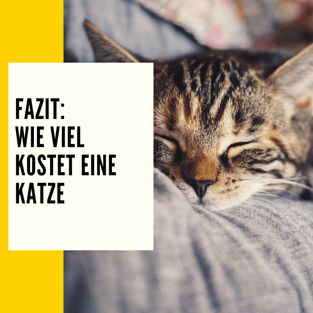 Wie viel kostet eine Katze? Ratgeber & Kostenübersicht