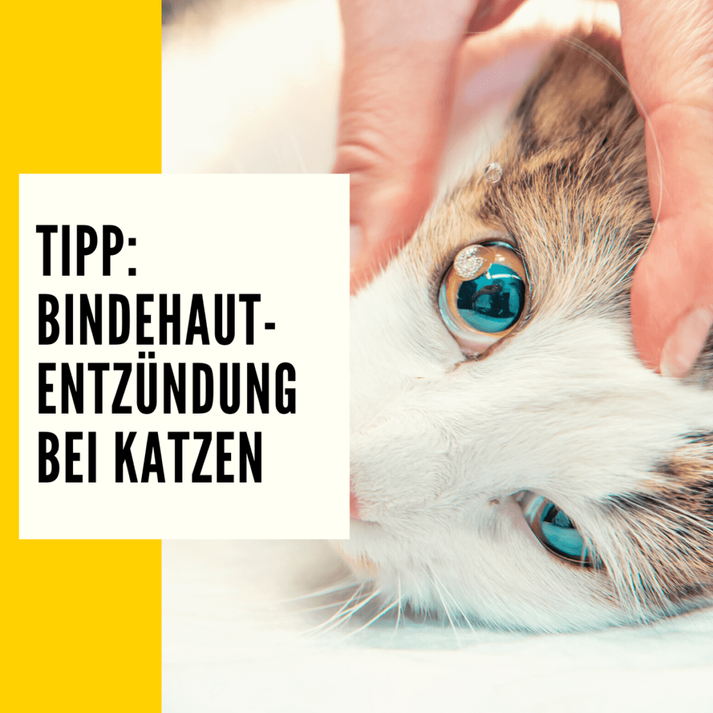 Bindehautentzündung Katze Symptome, Ursachen & Behandlung