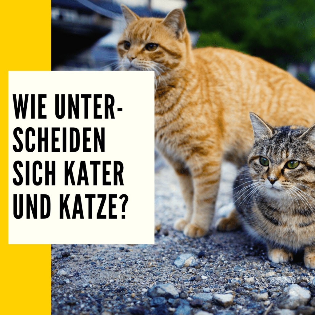 Katze oder Kater welches Geschlecht passt zu mir?