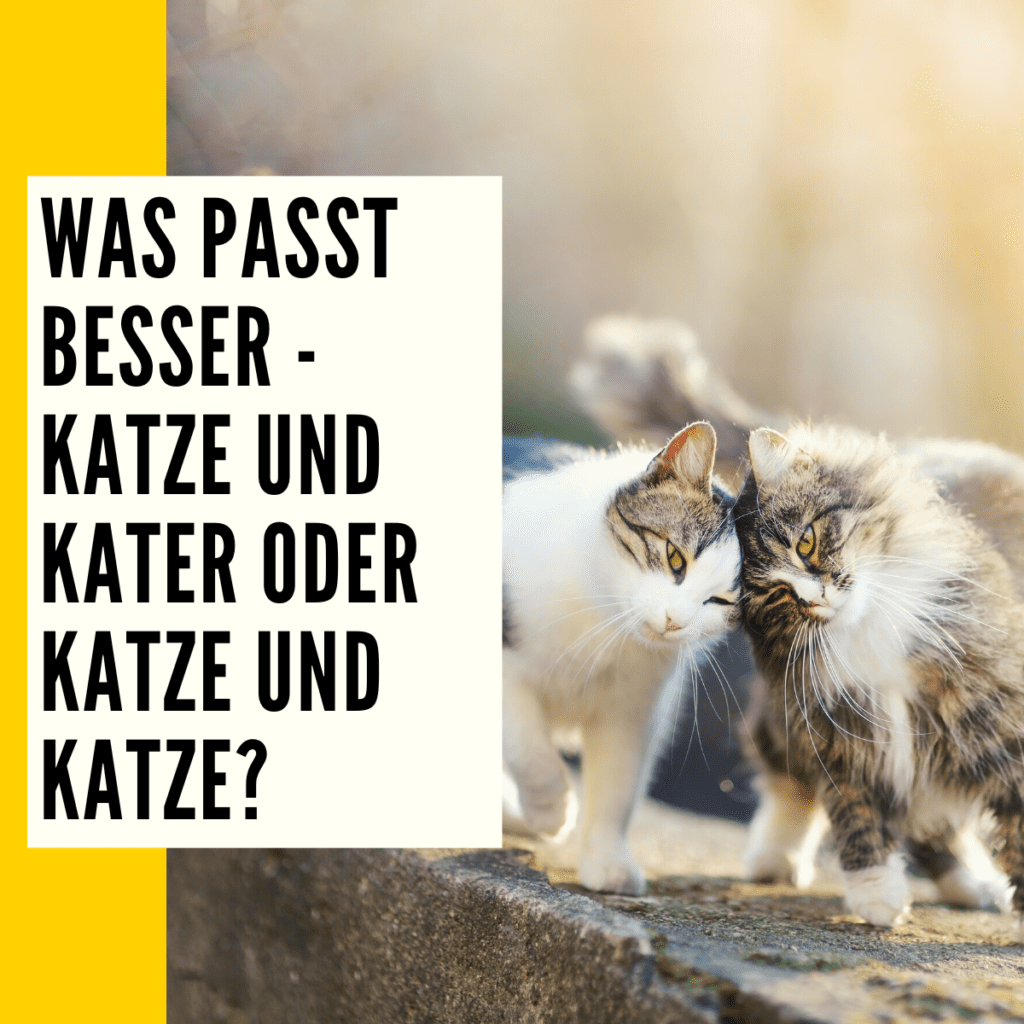 Katze oder Kater welches Geschlecht passt zu mir?