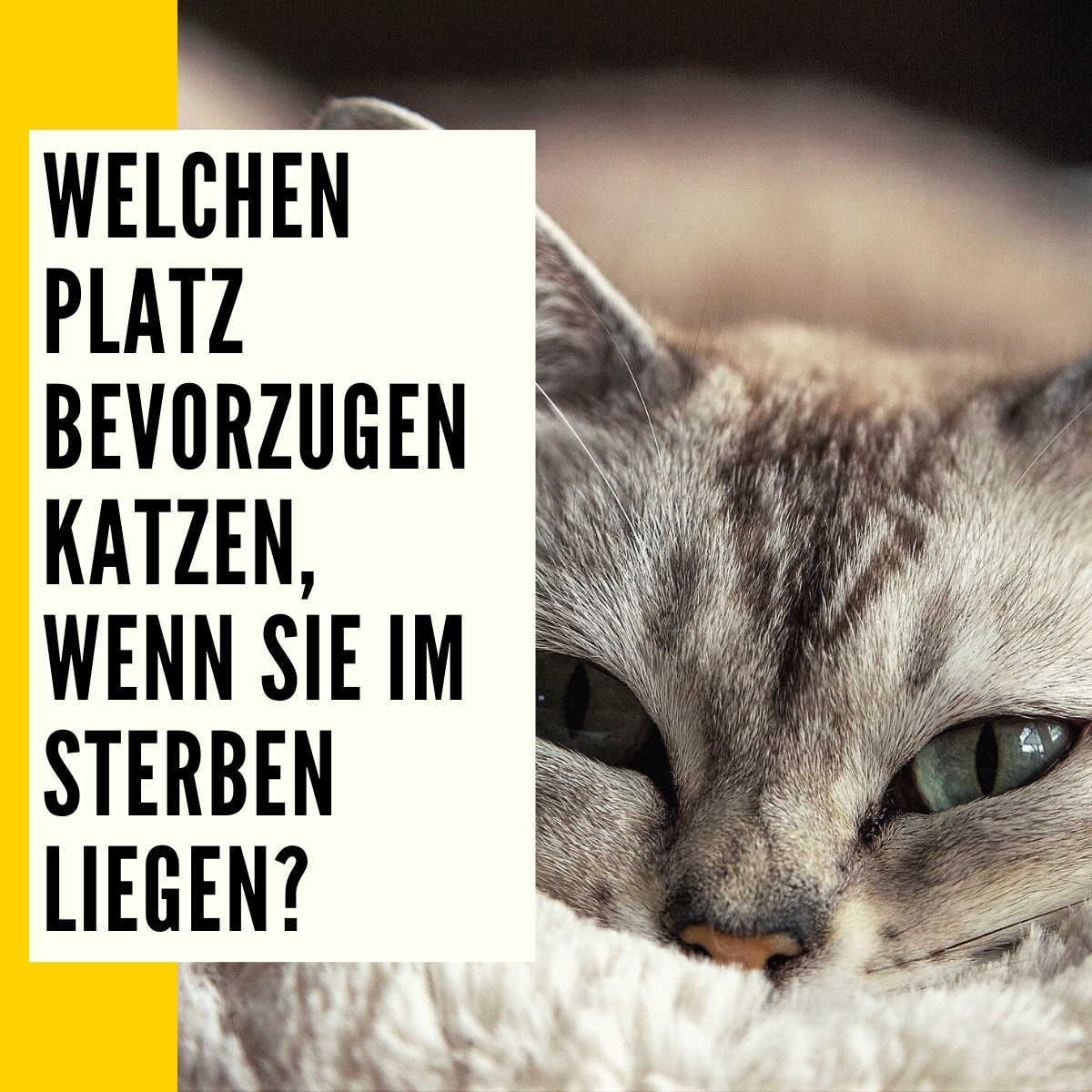 Verabschieden sich Katzen bevor sie sterben?