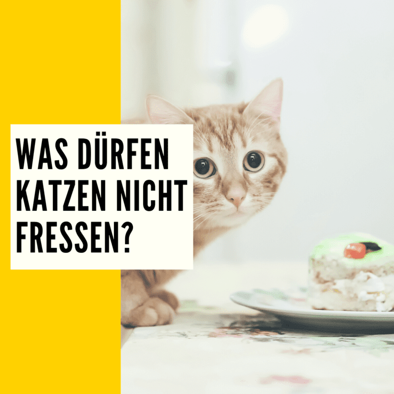 Was dürfen Katzen nicht essen Überblick & Ratgeber