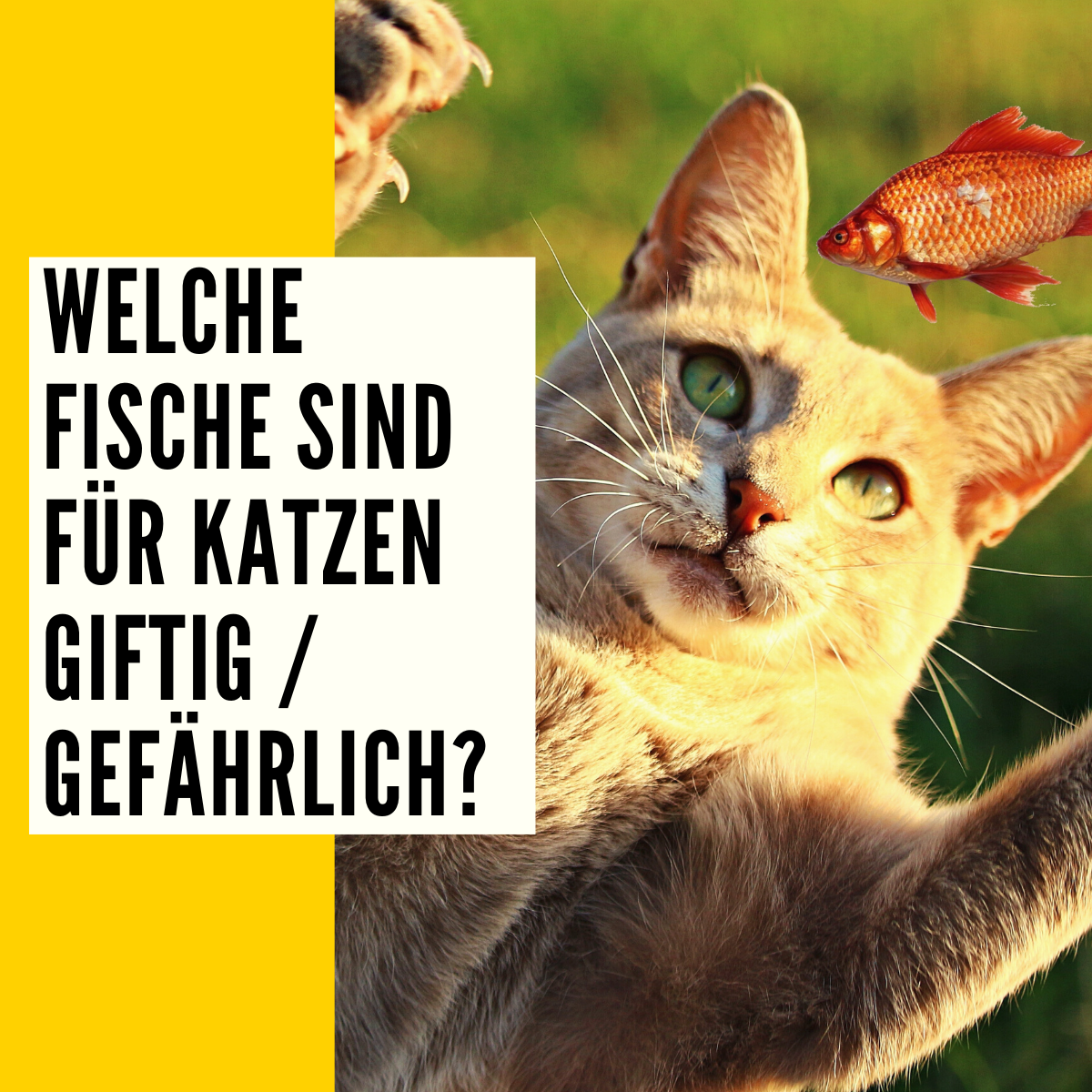 Dürfen Katzen Rohen Fisch Essen Fische für Katzen: Verträglichkeit, Spätfolgen & mehr!