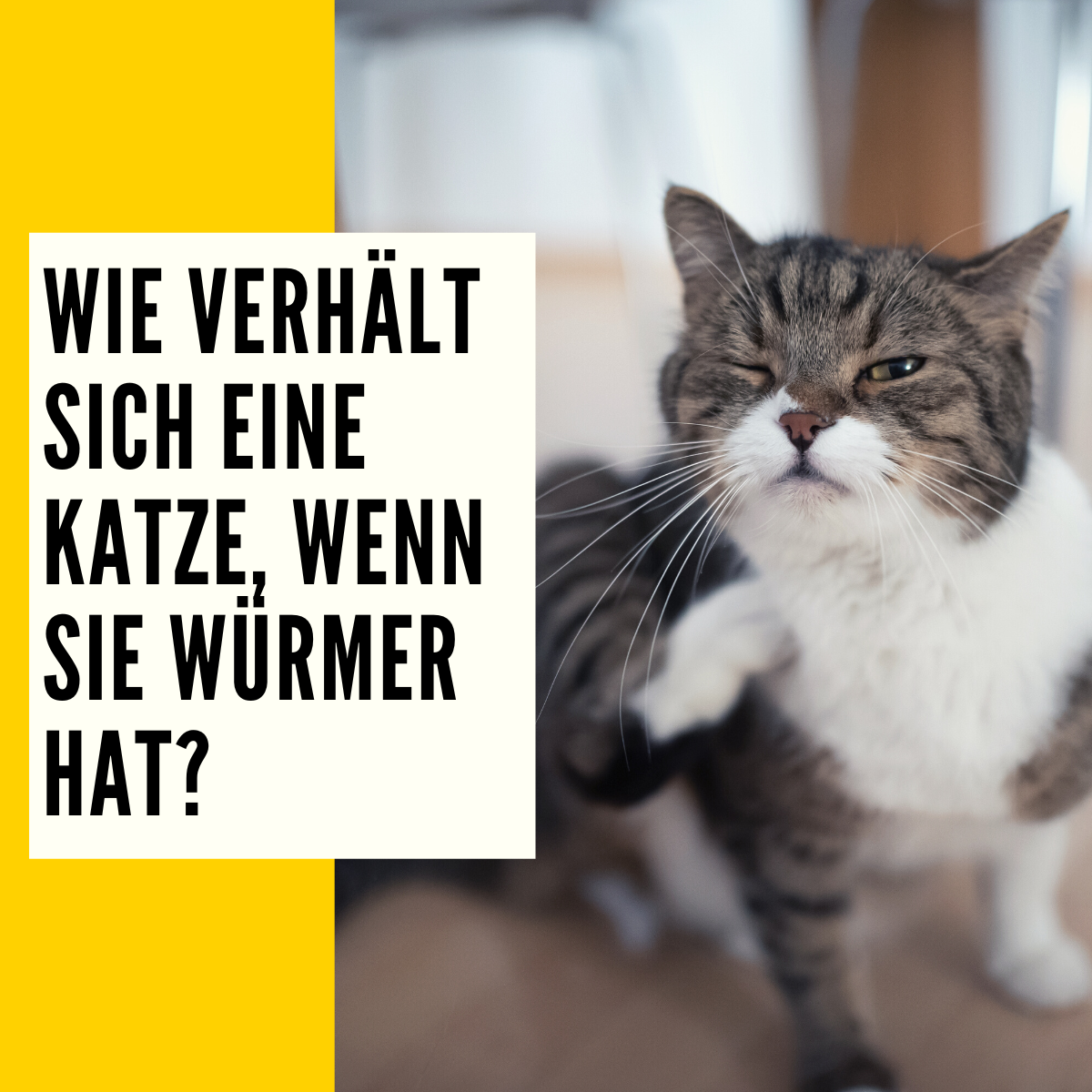 Würmer bei Katzen Ursachen, Verhalten & Behandlung!