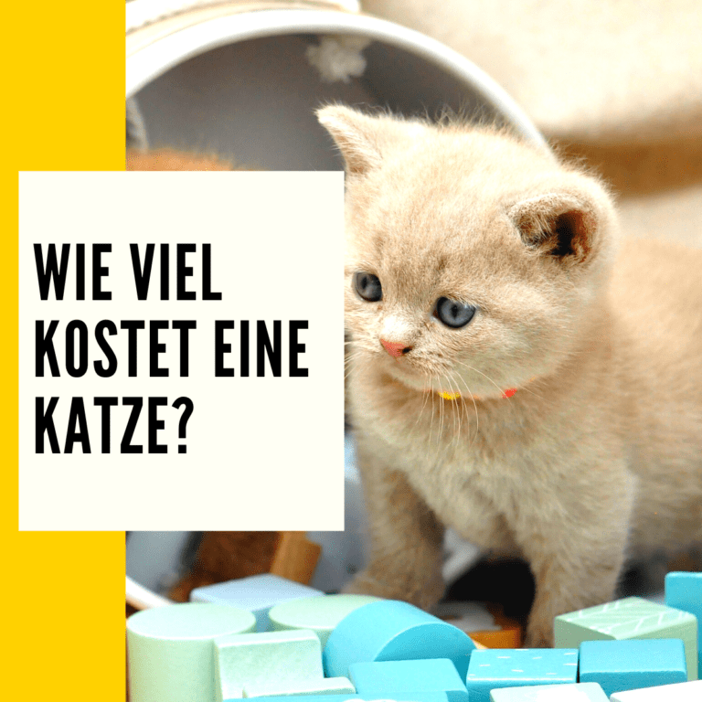 Wie viel kostet eine Katze? Ratgeber & Kostenübersicht