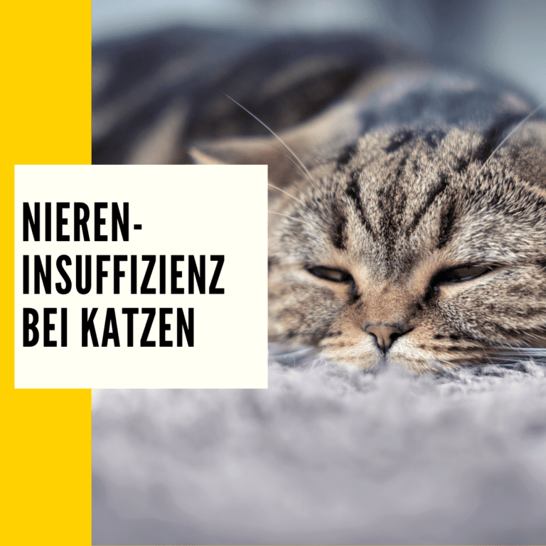 In diesem Beitrag geht es Niereninsuffizienz bei Katzen! Hier erfährst du alle Informationen über sie.