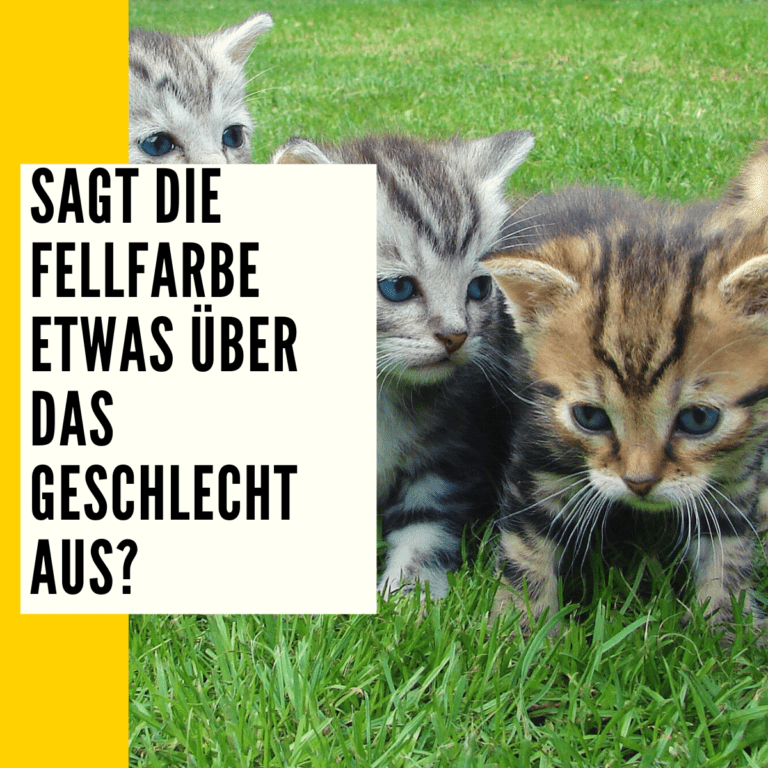 Katze Geschlecht erkennen: Merkmale, Unterschiede & mehr!