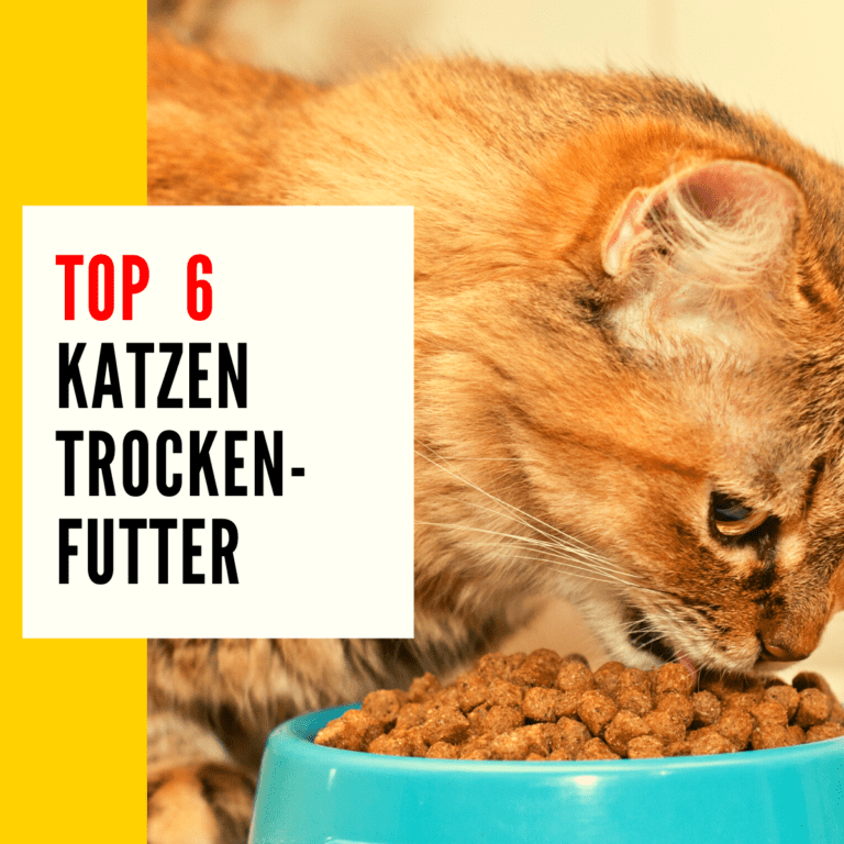 Trockenfutter Katze: In diesem Beitrag geht es um die Rubrik "Katzenfutter Vergleich" und wir zeigen euch die besten Trockenfutter Sorten.