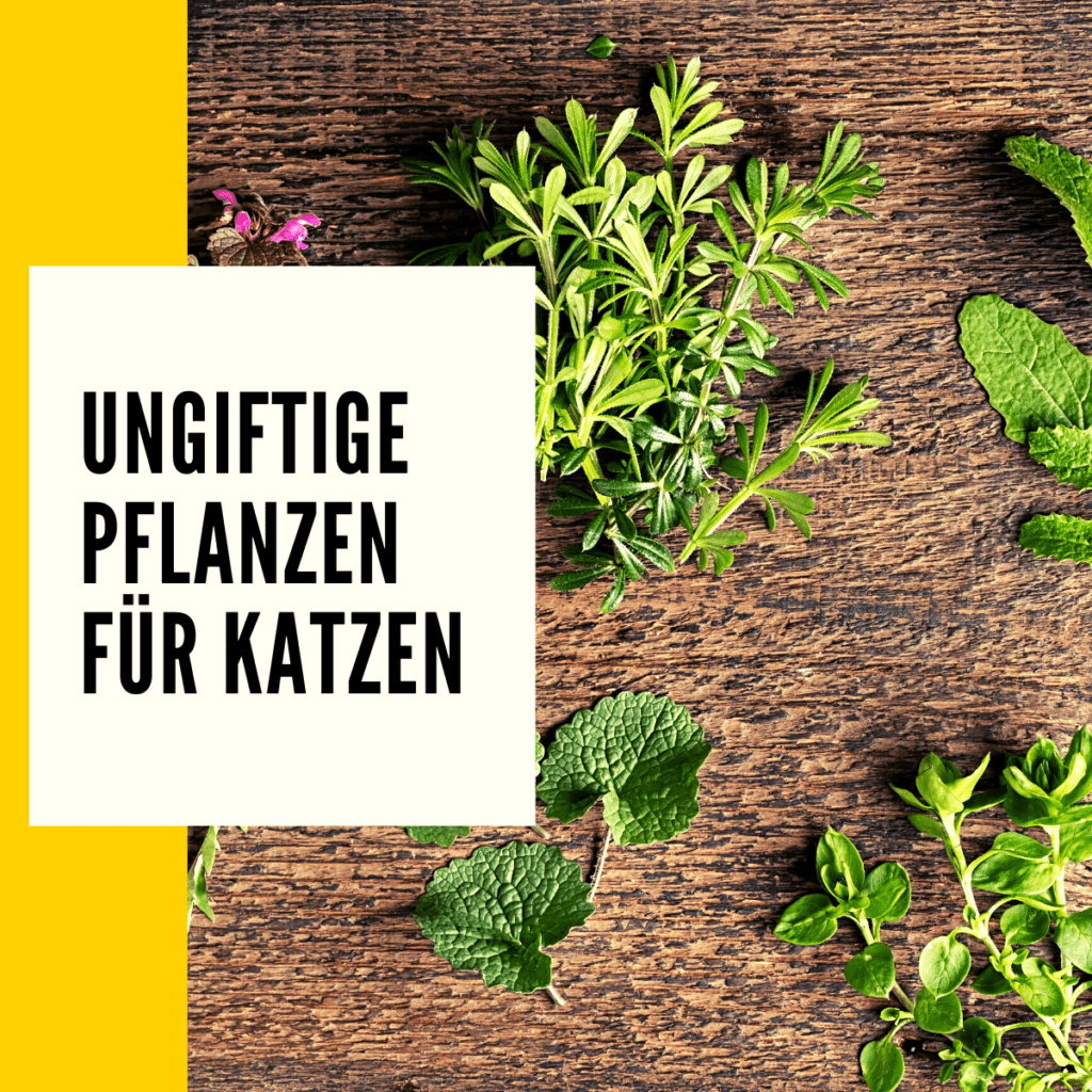 Ungiftige Pflanzen für Katzen Überblick, Liste & Ratgeber!