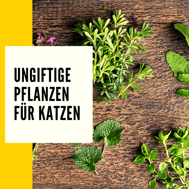 Ungiftige Pflanzen für Katzen Überblick, Liste & Ratgeber!