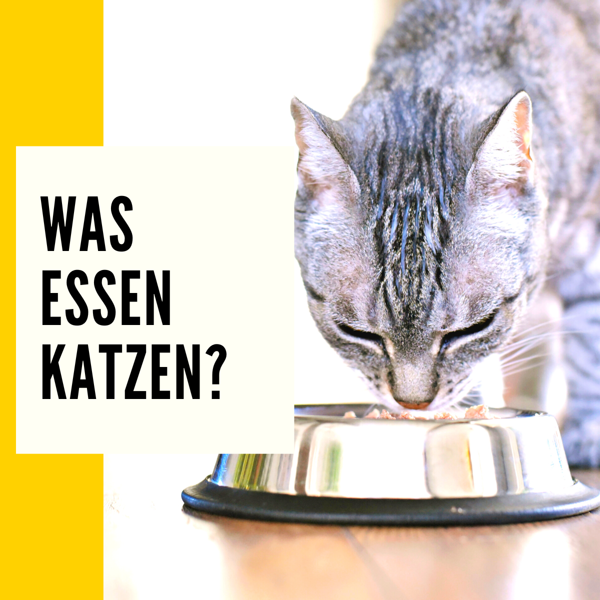 Was essen Katzen Ratgeber zur richtigen Ernährung [+ Tipps]