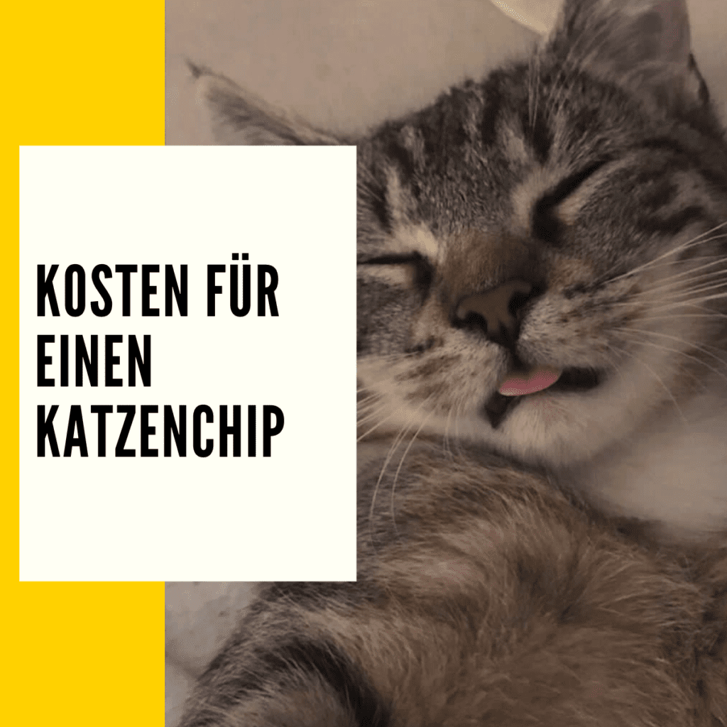 Katze chippen Kosten Vorteile, Kosten & Ratgeber!