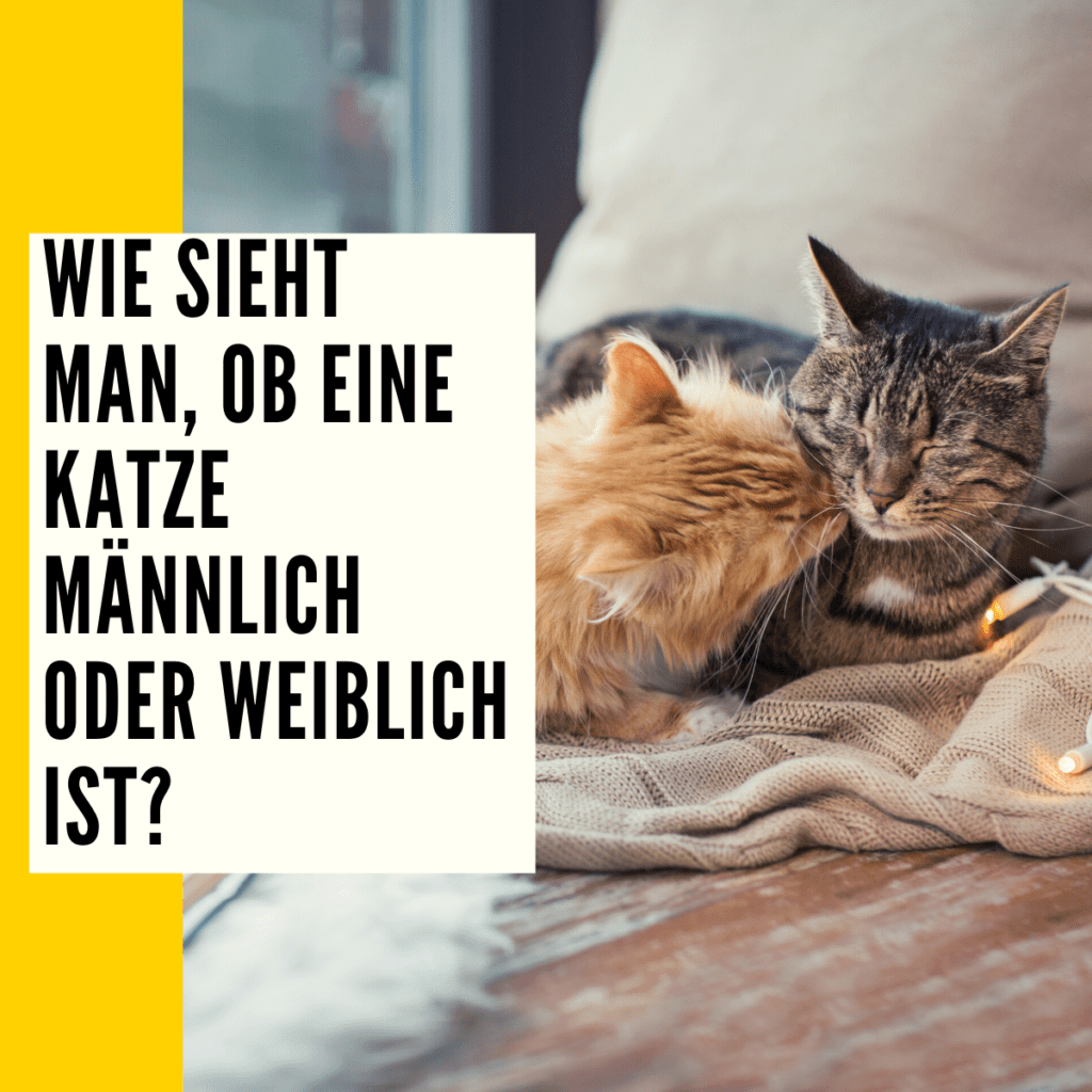 Katze Geschlecht erkennen Merkmale, Unterschiede & mehr!