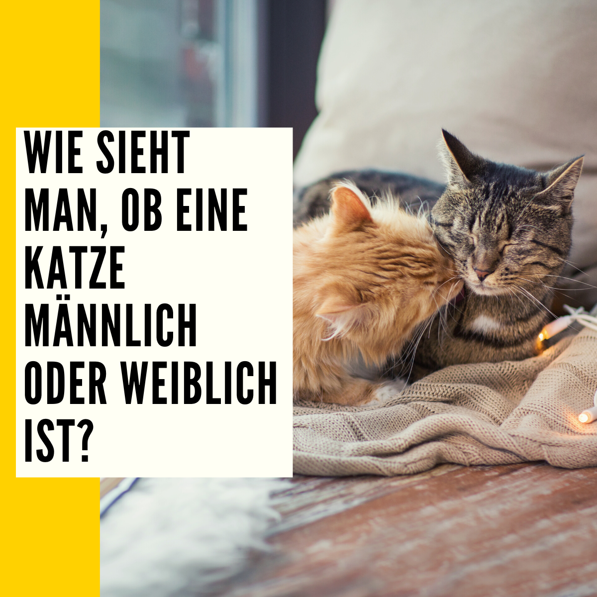 Katze Geschlecht erkennen Merkmale, Unterschiede & mehr!