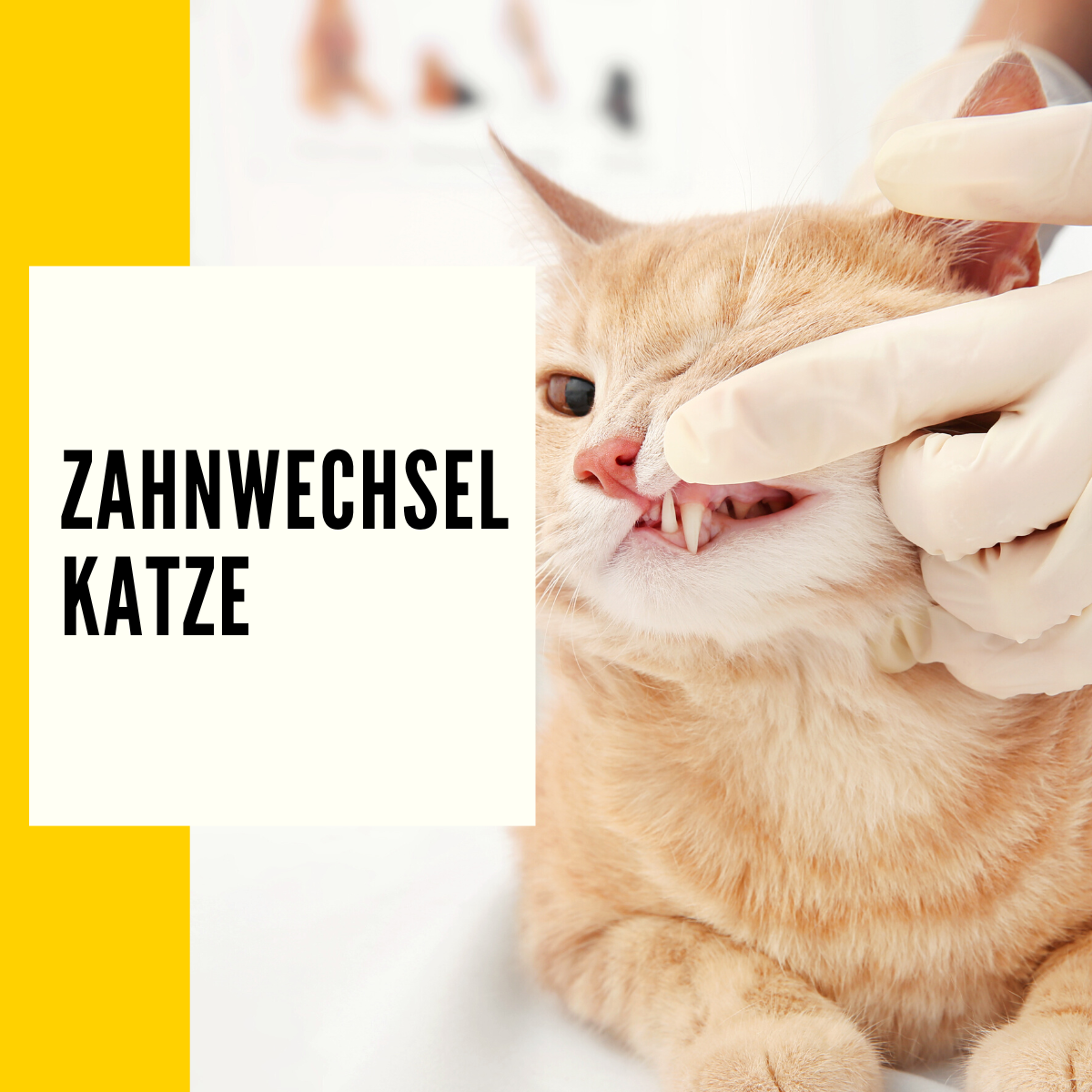 Zahnwechsel Katze Dauer, Probleme & Behandlung
