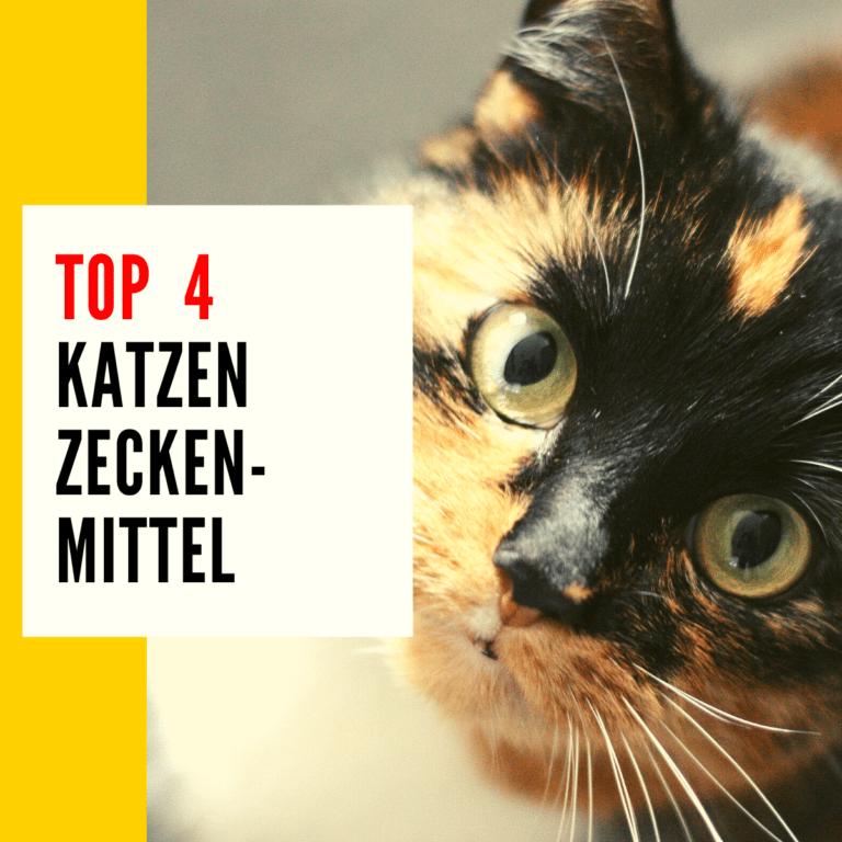 Zeckenmittel Katze: In diesem Beitrag testen & vergleichen wir Produkte um eure Katze vor einem Zeckenbefall zu schützen.
