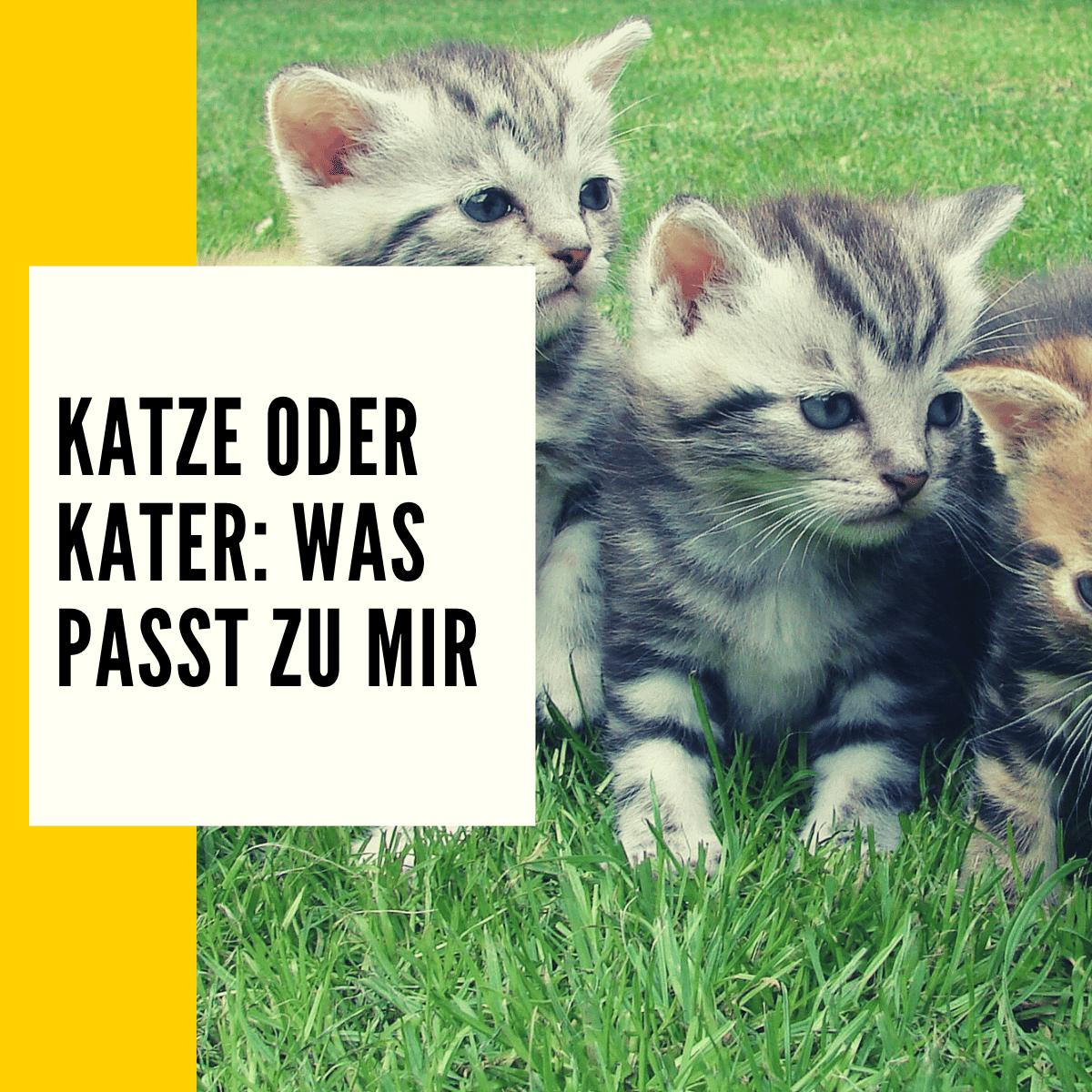 Katze oder Kater welches Geschlecht passt zu mir?