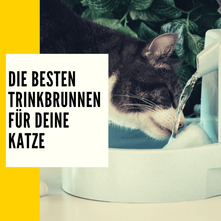 Katze Trinkbrunnen: Die besten Trinkbrunnen im direkten Vergleich!