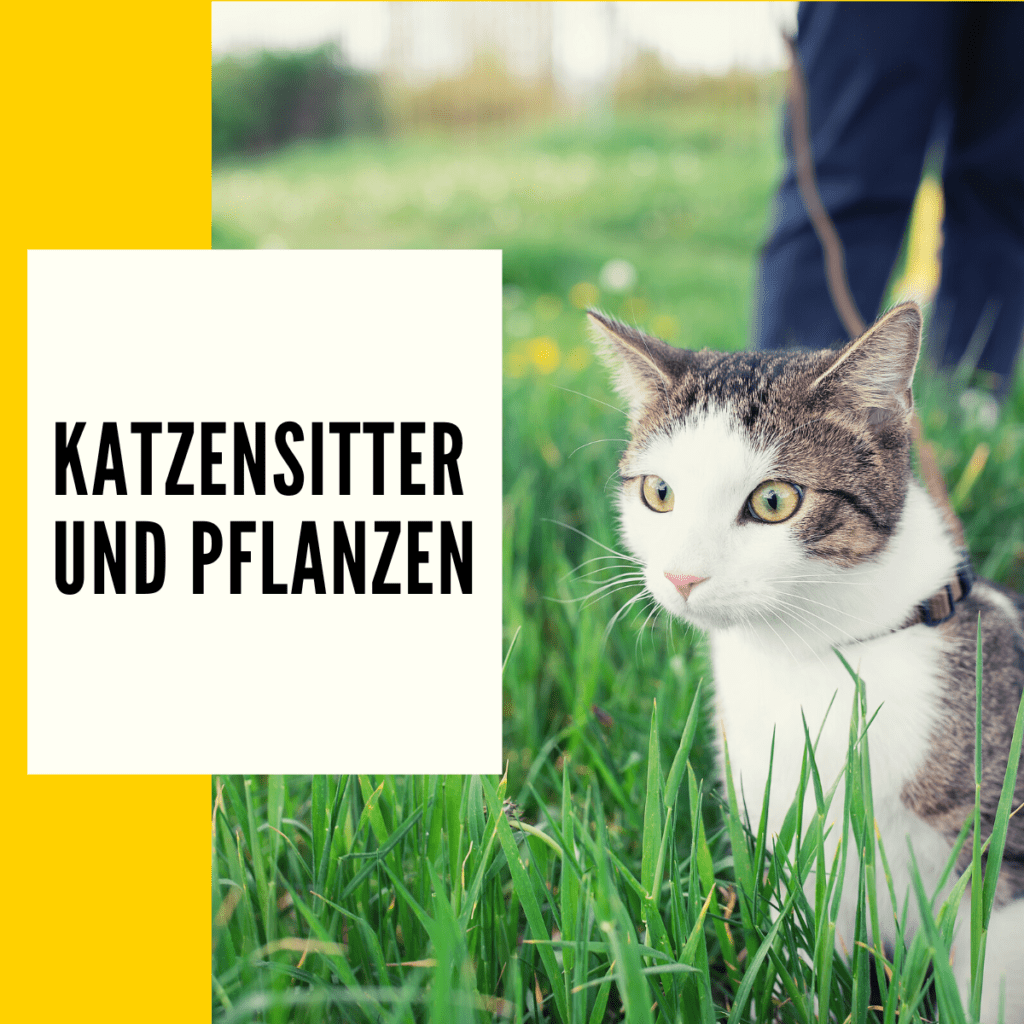 Ungiftige Pflanzen für Katzen Überblick, Liste & Ratgeber!