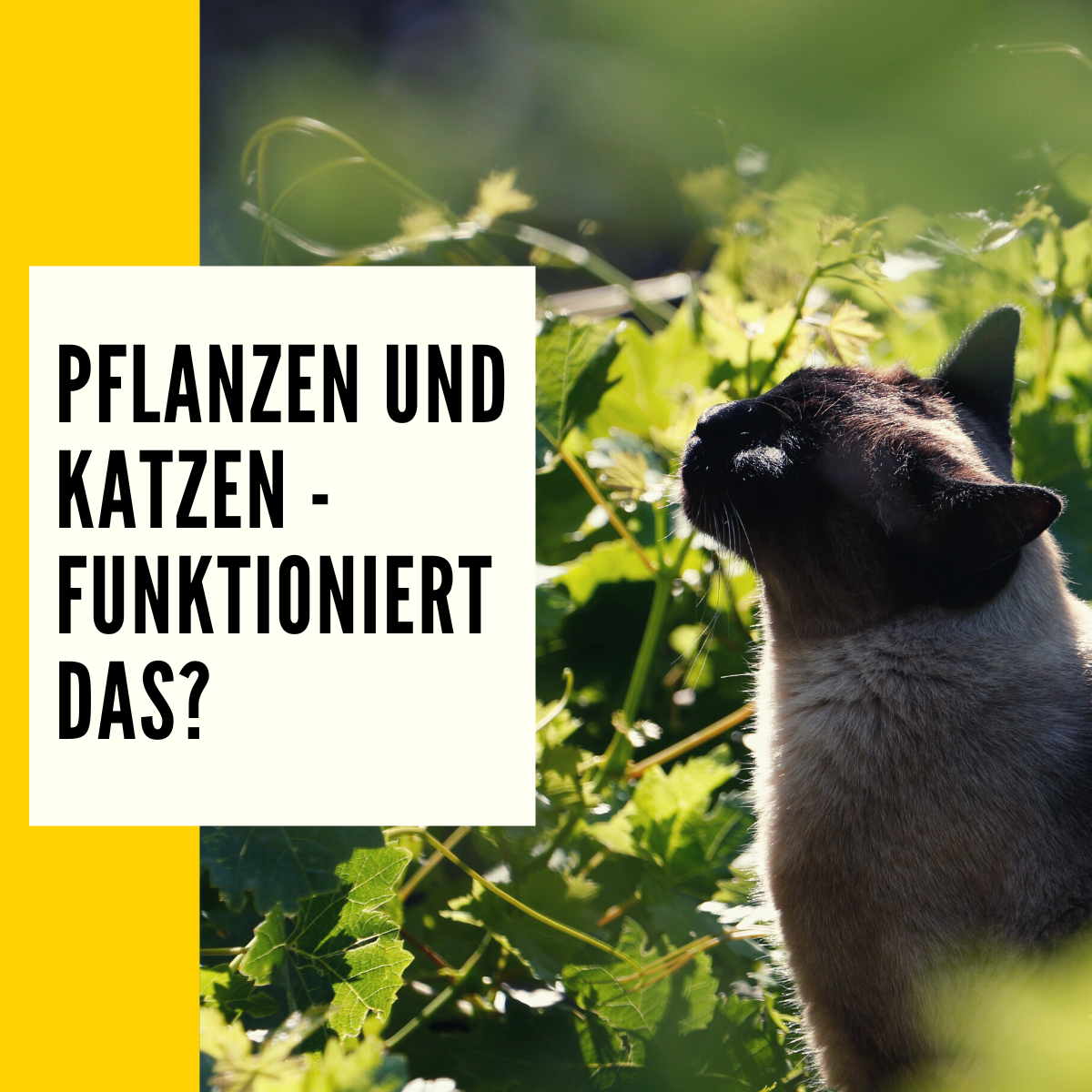 Ungiftige Pflanzen für Katzen Überblick, Liste & Ratgeber!