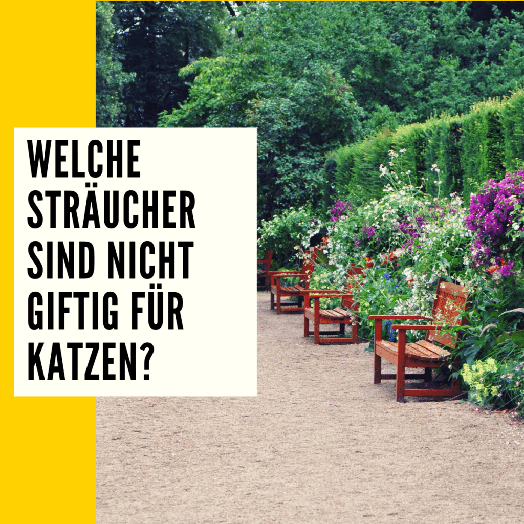 Ungiftige Pflanzen für Katzen Überblick, Liste & Ratgeber!