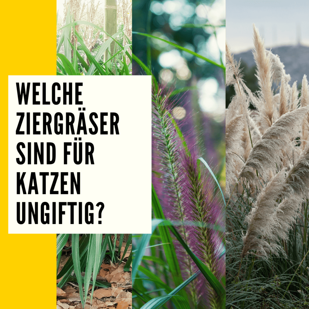 Ungiftige Pflanzen für Katzen Überblick, Liste & Ratgeber!