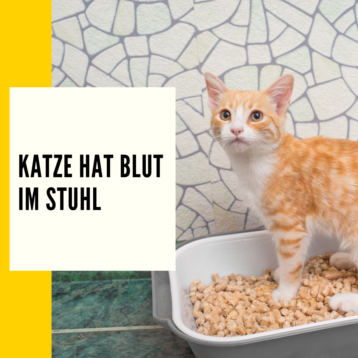 Katze Blut im Stuhl Mögliche Ursachen und Tipps dagegen!