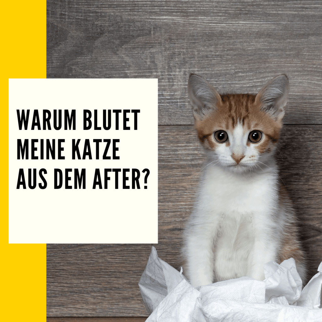 Katze Blut im Stuhl Mögliche Ursachen und Tipps dagegen!