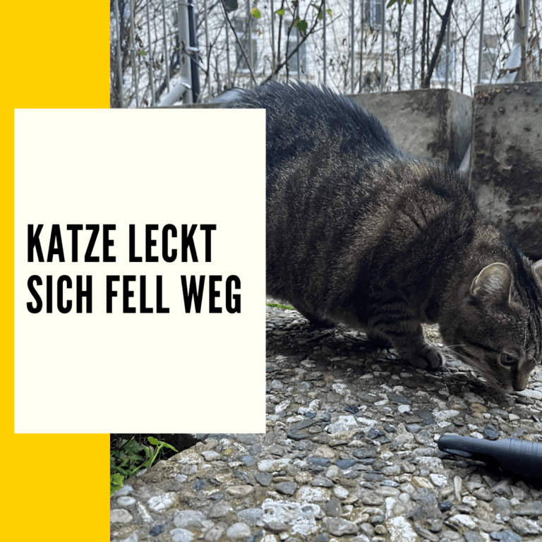 In diesem Beitrag erfährst du wichtige Infos zum Thema Katze leckt sich Fell weg.