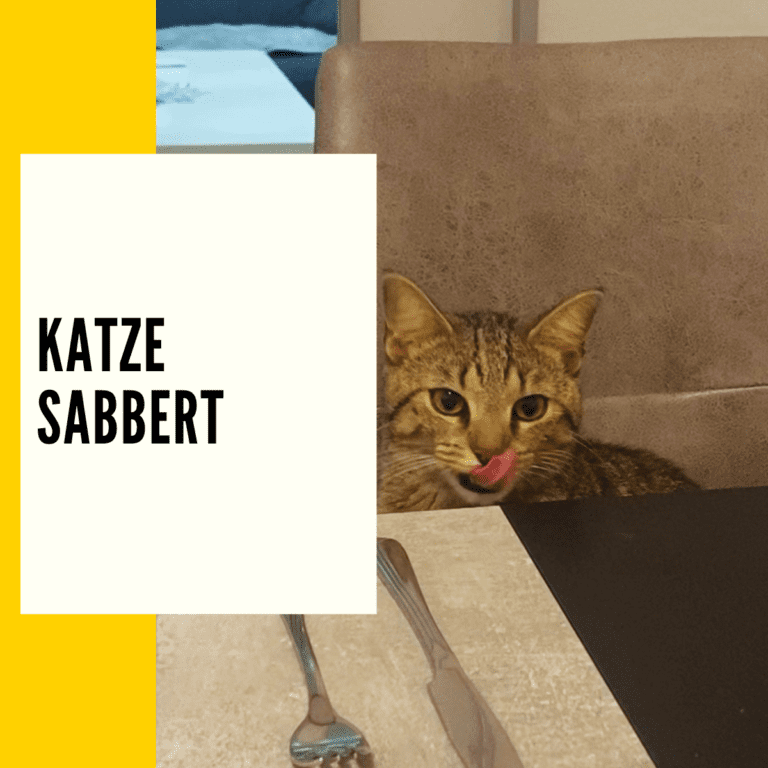 In diesem Beitrag erfährst du alles zum Thema Katze sabbert.