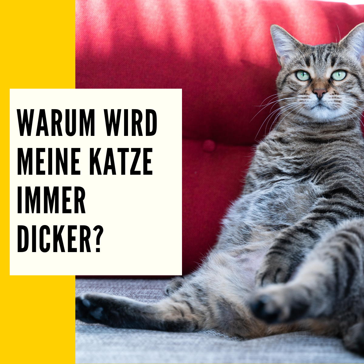Katze Wird Immer Dünner Und Schläft Viel Fette Katze: Gründe für Übergewicht und was du dagegen tun solltest!